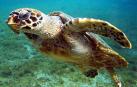 Extraen ADN de productos de carey para combatir la caza furtiva de tortugas