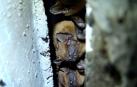 El nóctulo mediano ('Nyctalus noctula'), una especie navarra en peligro