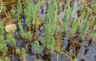'Hippuris vulgaris', una especie navarra en peligro