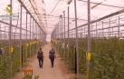 Desmantelan una red de cultivo de marihuana en Almería y Alicante