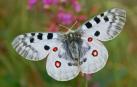 La mariposa Apolo.