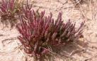 Una planta Microcnemum coralloides coralloides