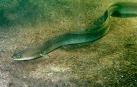 'Anguilla anguilla', la anguila europea, una especie navarra en peligro