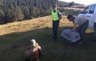 Rescatada una cría de buitre en la carretera NA-140 (Isaba-Ustarroz)