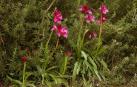 Plantas de Orchis papilionacea.