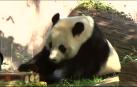El panda más longevo del planeta cumple 37 años