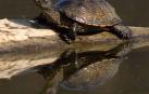 'Emys orbicularis', el galápago europeo, una especie navarra en peligro