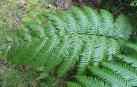 Una hoja de Woodwardia radicans.