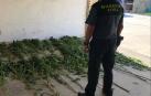 Intervienen 25 plantas de marihuana en Peralta