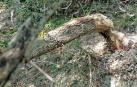 Ejemplar del árbol derribado por los castores y que alcanzó la zona peatonal del paseo, junto al Grupo Urdánoz de Echavacoiz.