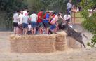 Fotos de la traída de vacas por el río Alhama en Cintruénigo