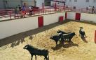 Todas las fotos del encierro del día 3 de septiembre de fiestas de Peralta y del sorteo de los toros