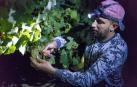 Todas las fotos de la vendimia nocturna de uva chardonnay que se realizó en la Finca Albret en Cadreita
