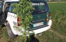 La Guardia Civil interviene cinco plantas de marihuana en unos campos de Buñuel