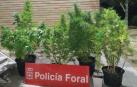 Se incautan de cinco plantas de marihuana del balcón de una vivienda