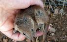 Kaluta, el marsupial australiano que muere por su "intenso apareamiento"