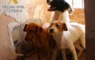 Investigadas dos personas en Lodosa que poseían tres perros en malas condiciones