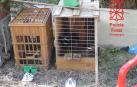 Cuatro de los gallos se encontraban con las crestas y barbillas mutiladas y dos de ellos con la parte superior del pico cortado