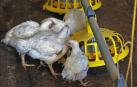 Varios pollos, en una granja.