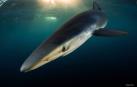 Con sus imágenes, Isaías Cruz busca sensibilizar sobre estos animales en peligro de extinción