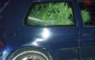Detenido un vecino de Pamplona cuando transportaba plantas de marihuana