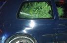 Localizan seis plantas de marihuana en un campo de maíz en Caparroso