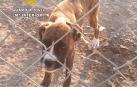 Tres investigados por estafa tras denunciar un navarro la compra de un perro