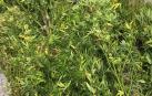 La Policía Foral se incauta de 10 plantas de marihuana en un campo de Irurtzun