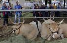 Todas las fotos de la feria de la vaca pirenaica en Elizondo