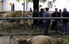 Todas las fotos de la feria de la vaca pirenaica en Elizondo
