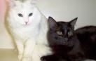 Nueva York tendrá en diciembre su primera cafetería con gatos