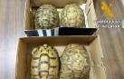 Detenido en Almería al intentar entrar en España con 4 tortugas moras ocultas en un vehículo