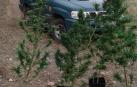 Incautadas 10 plantas de marihuana en terrenos públicos de Ayegui, Artavia y Eulate