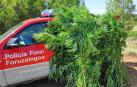 La Policía Foral interviene 62 plantas de marihuana en la Zona Media