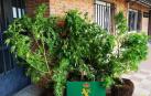 Intervenidas diez plantas de marihuana en Tierra Estella