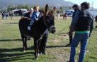 La feria de ganado equino de San Miguel vuelve el jueves al polígono de Agustinos