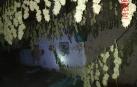 La Policía Foral se incauta de 63 plantas de marihuana y localiza un secadero en Alsasua