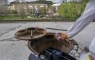 El control de ratas seguirá en Estella tras actuar este miércoles en calles del centro