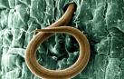 Los nematodos (o gusanos) que dominan el planeta