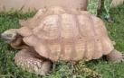 Muere a los 344 años Alagba, la tortuga más vieja de África