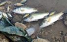 Nuevo caso de “muerte masiva” de peces en La Estanquilla de Corella