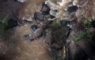 Hallan 11 elefantes muertos en una cascada tailandesa