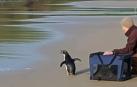 El pingüino que sobrevivió tras nadar 2.500 km