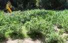 Incautadas 320 plantas de marihuana listas para su venta cerca de Lizoáin