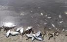 Aparecen miles de peces y crustáceos muertos en el Mar Menor por la gota fría