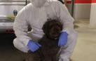 Muere 'Marley', el perro de la Guardia Civil que buscó a Diana Quer y Gabriel Cruz