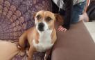 SOS inglés por un perro perdido en Navarra