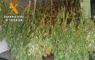 La Guardia Civil interviene casi 13 kilos de marihuana en dos parajes de la Ribera