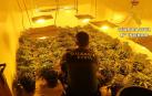 Una detenida con un cultivo de 900 plantas de marihuana y 68 enganches ilegales