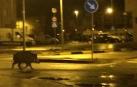 Un jabalí pasea de madrugada por la Rochapea